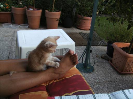 Fusskatze