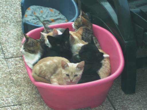 Viele Katzen