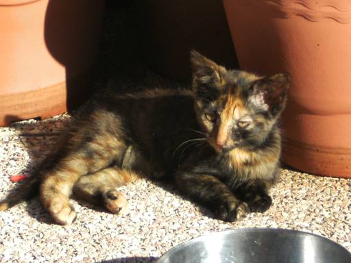 Jessy