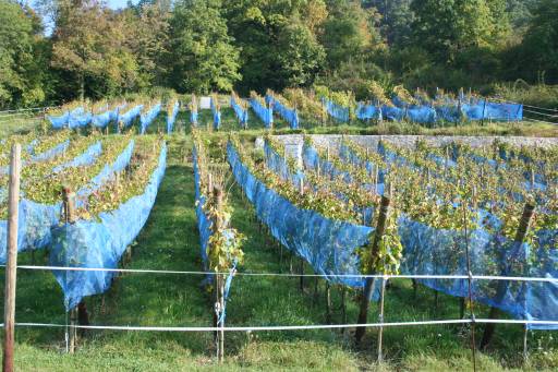 Wein1